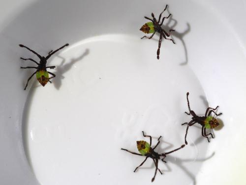 Gonocerus acuteangulatus